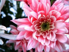 ƯĻ,ȻӰ,Beautiful Flowers