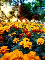 漂亮的花朵,大自然摄影,Beautiful Flowers