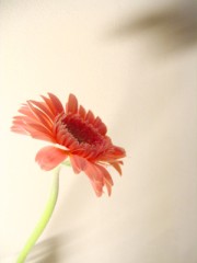 ƯĻ,ȻӰ,Beautiful Flowers